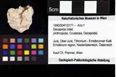 Foto (Objket + Etiketten) von Decapoda indet. 